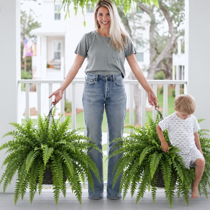 💛Glowing Boston Ferns with Lights – 🌿 Zero Watering, Zero Maintenance